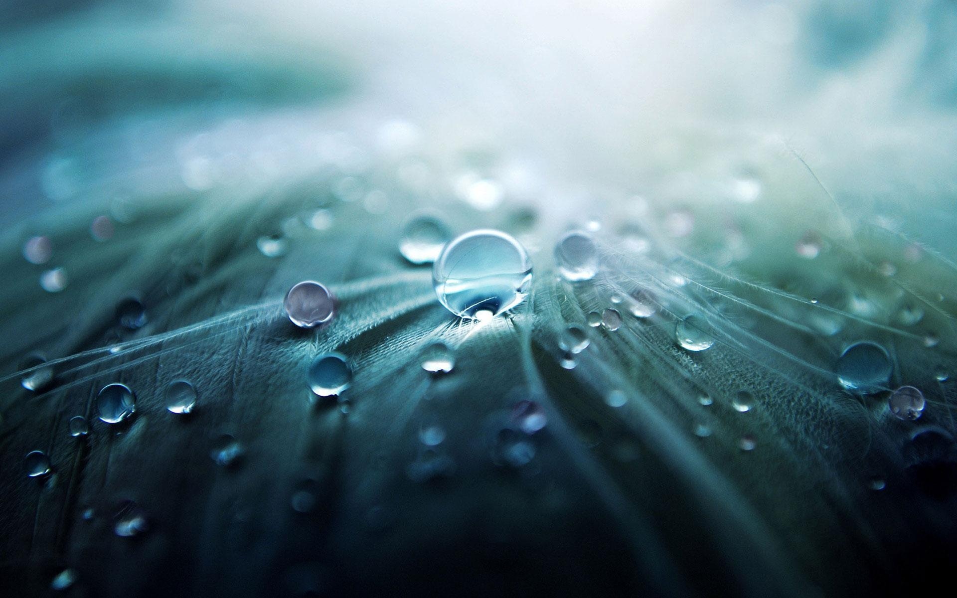 Abstract of water droplets on leaf
